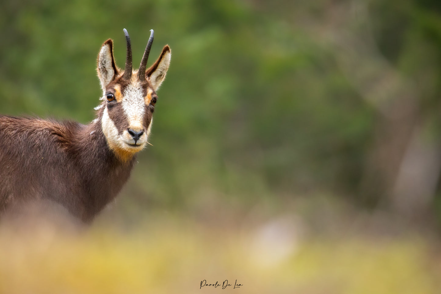 Chamois : famille