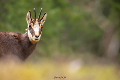 Chamois : photo au choix