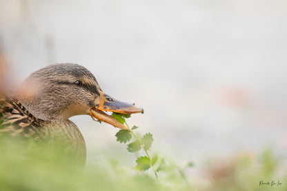 Canards colverts : photos au choix