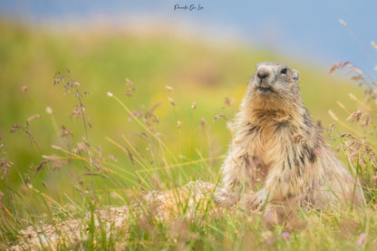 Marmottes : photos au choix