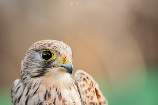 Rapaces portraits : photos au choix - 10 % reversés pour aider la faune sauvage