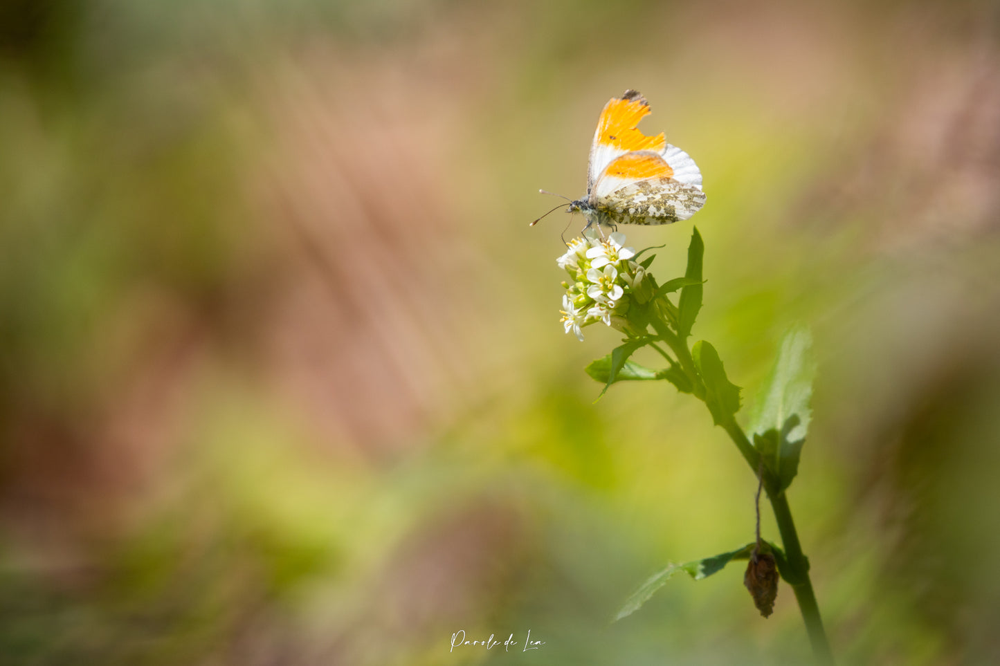 Papillons : photos au choix