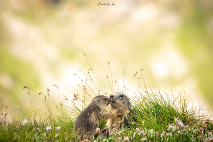 Marmottes : photos au choix