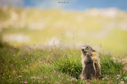 Marmottes : photos au choix