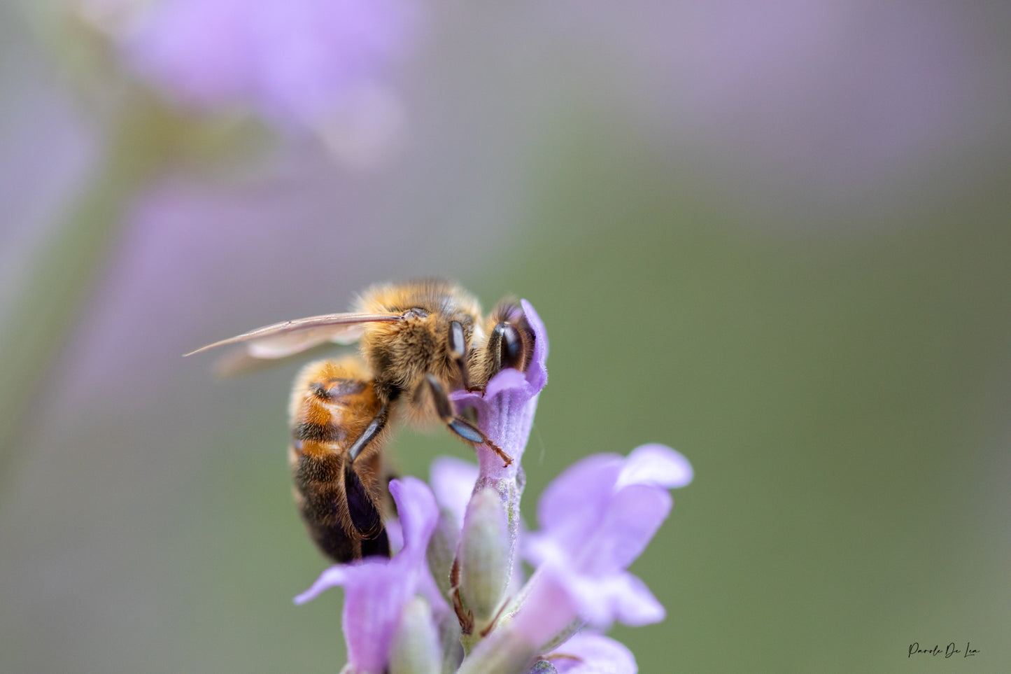 Abeille qui butine : choisissez votre photo