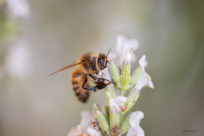 Abeille qui butine : choisissez votre photo