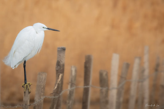 Aigrette garzette : Choisissez votre photo