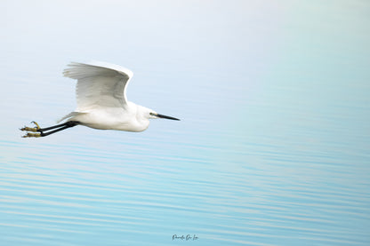 Aigrette garzette : Choisissez votre photo