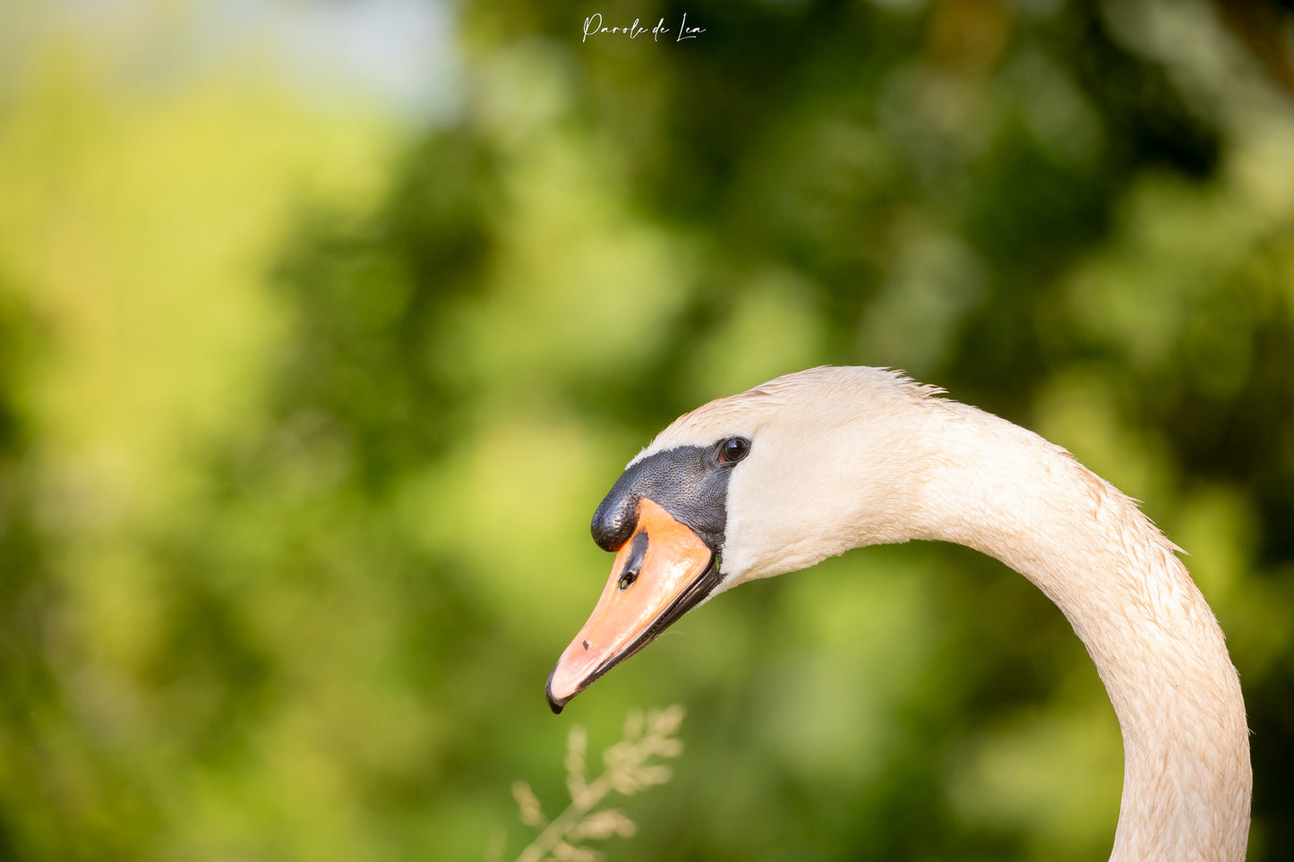 Cygnes tuberculés : Photos au choix