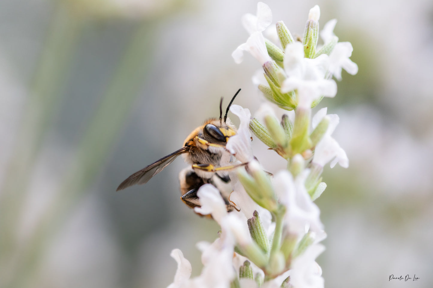 Abeille qui butine : choisissez votre photo