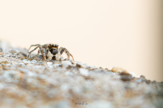 Araignées sauteuses : Photos au choix