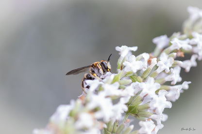 Abeille qui butine : choisissez votre photo