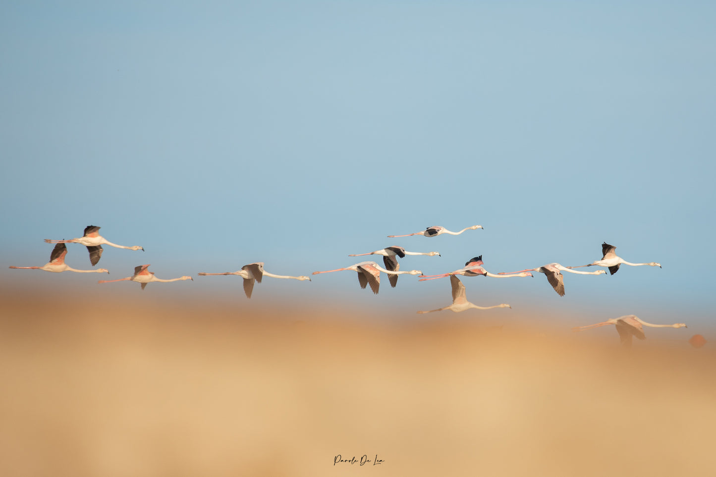 Flamants roses