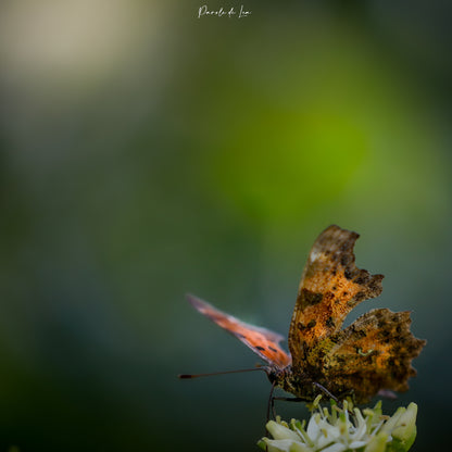 Papillons : photos au choix