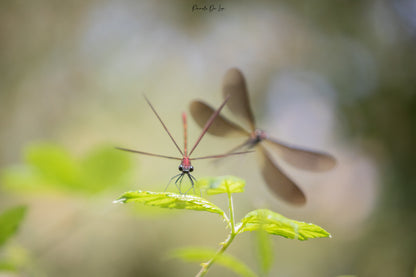 Libellules : Photos au choix