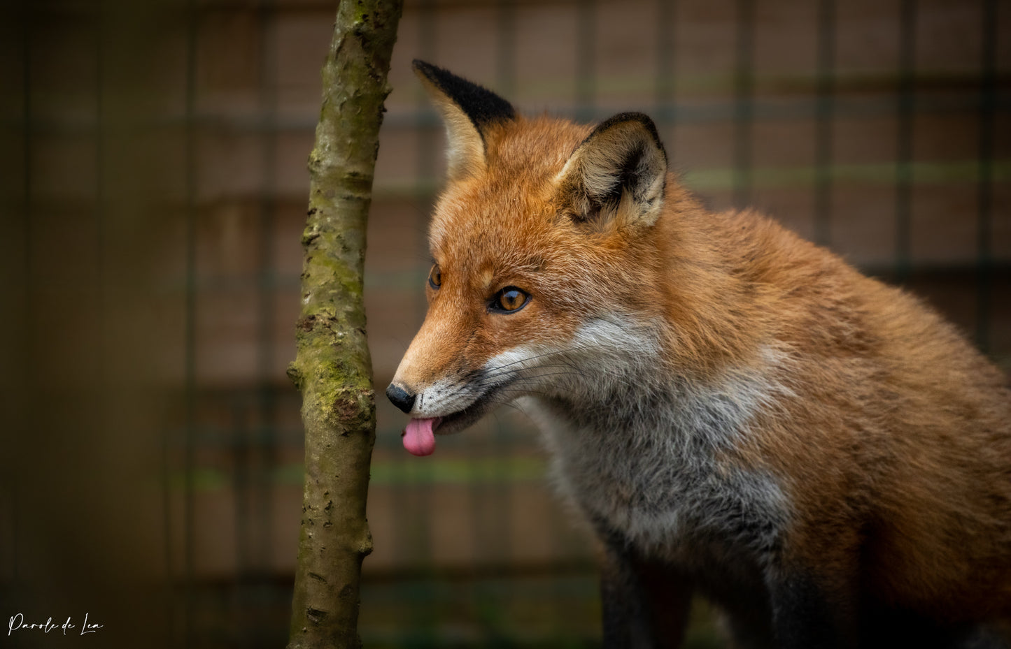 Renards : photos au choix - 10 % reversés pour aider la faune sauvage