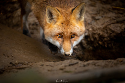 Renards : photos au choix - 10 % reversés pour aider la faune sauvage