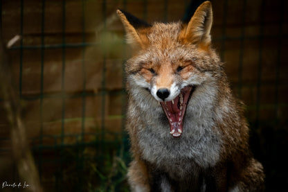 Renards : photos au choix - 10 % reversés pour aider la faune sauvage