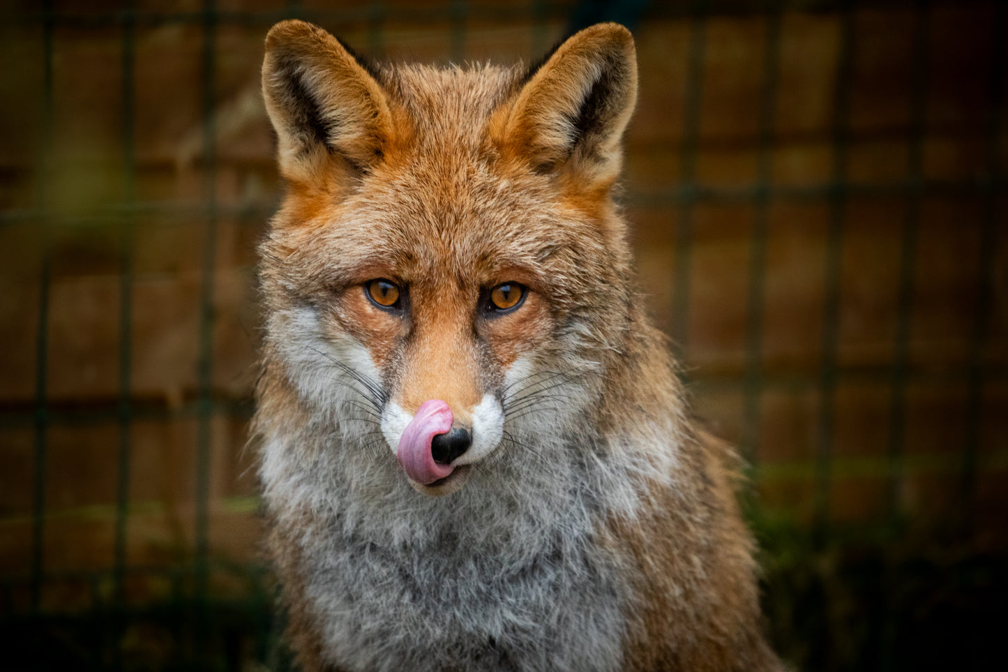 Renards : photos au choix - 10 % reversés pour aider la faune sauvage