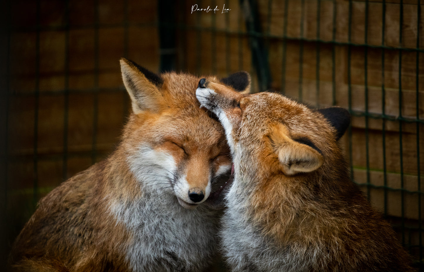 Renards : photos au choix - 10 % reversés pour aider la faune sauvage