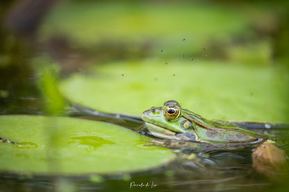 Grenouilles vertes : Photos au choix