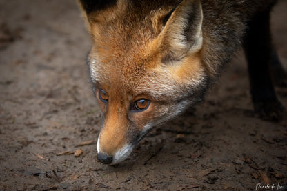 Renards : photos au choix - 10 % reversés pour aider la faune sauvage