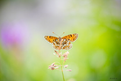 Papillons : photos au choix