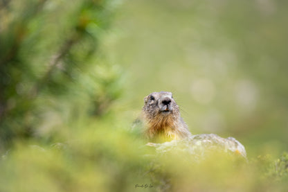 Marmottes : photos au choix