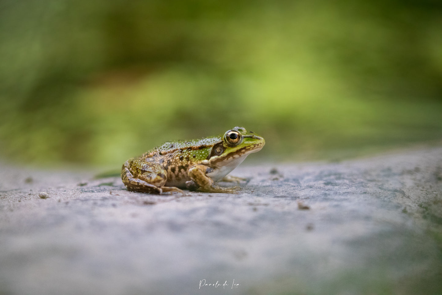 Grenouilles vertes : Photos au choix