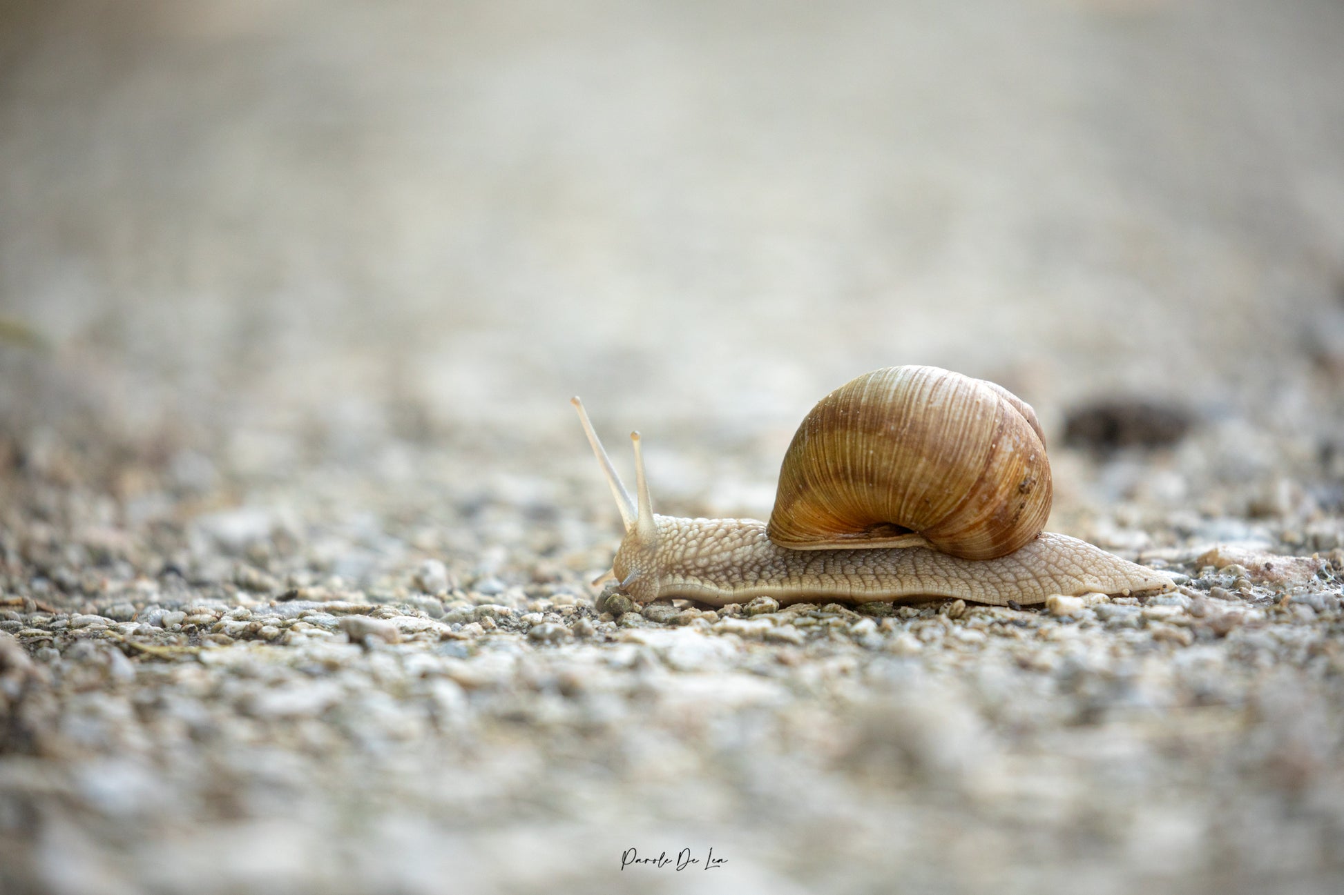 Tirage photo : escargot