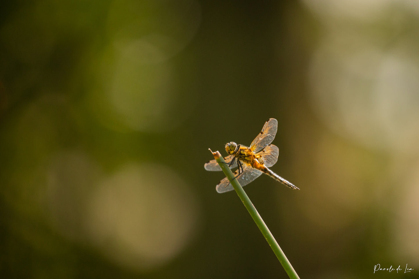 Libellules : Photos au choix