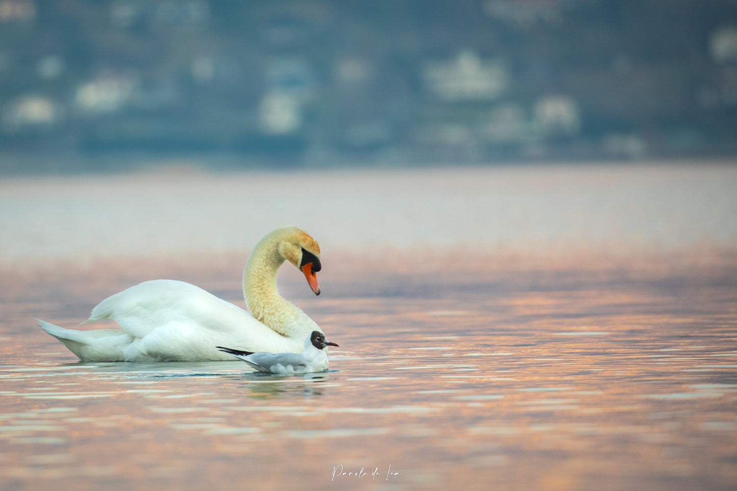 Cygnes tuberculés : Photos au choix