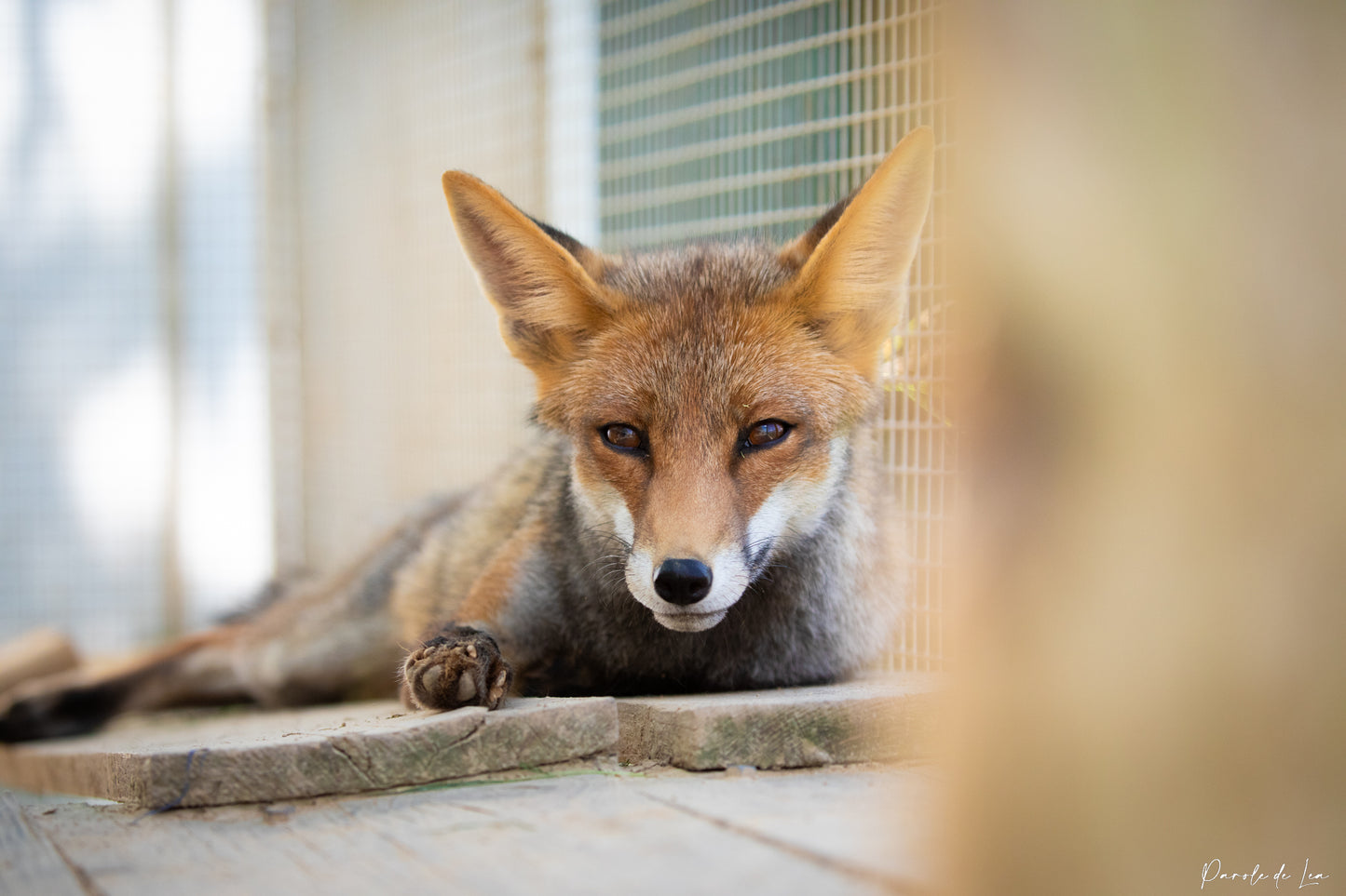 Renards : photos au choix - 10 % reversés pour aider la faune sauvage