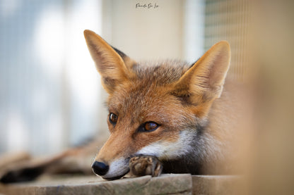 Renards : photos au choix - 10 % reversés pour aider la faune sauvage