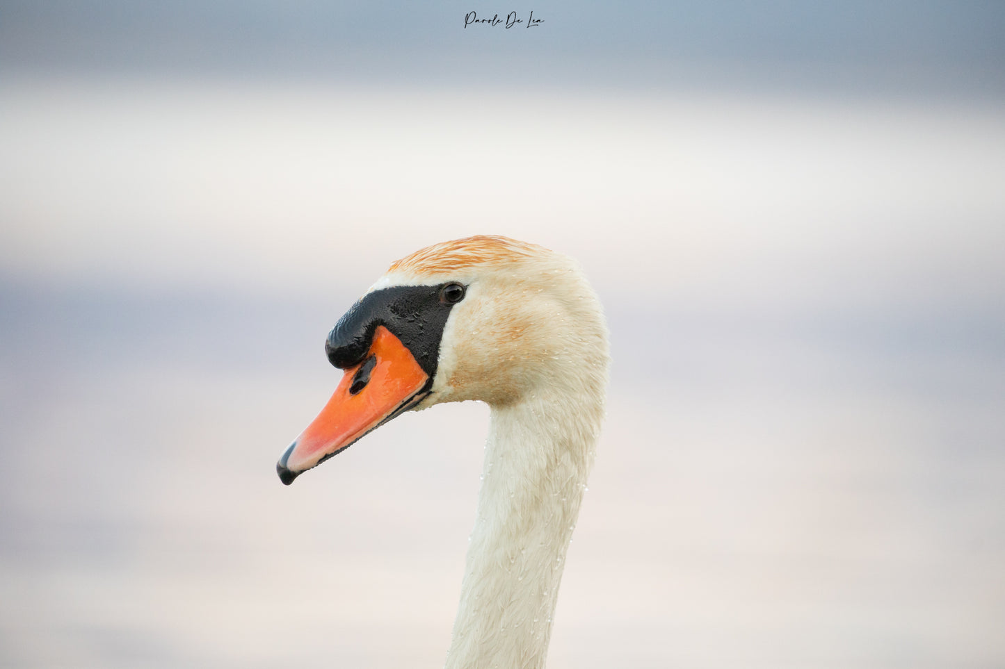 Cygnes tuberculés : Photos au choix