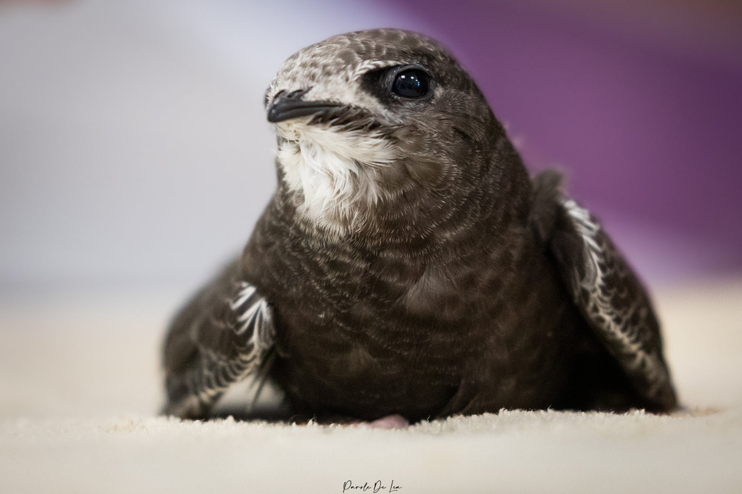 Martinets noirs : photos au choix - 10 % reversés pour aider la faune sauvage