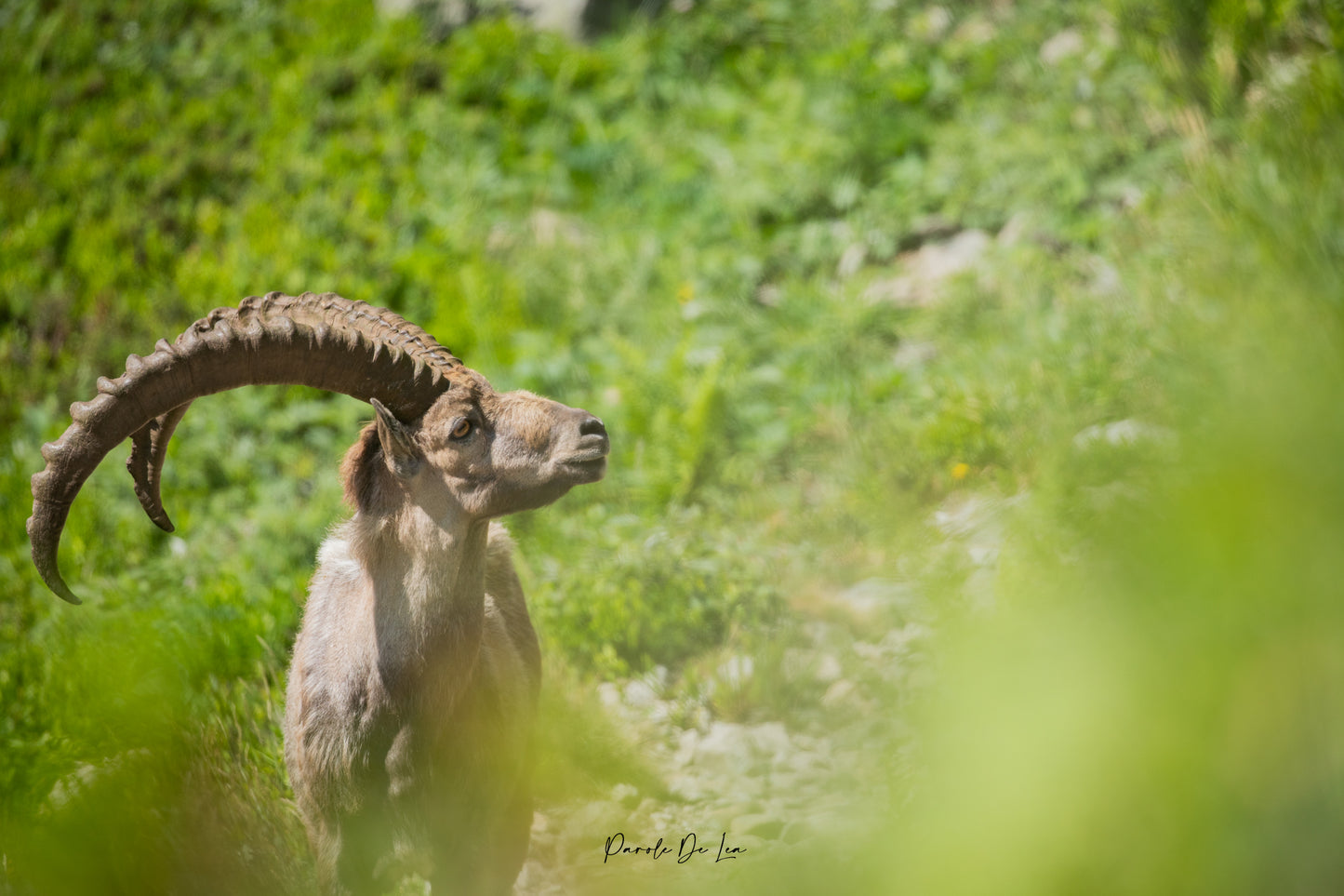 Bouquetins : Photos au choix