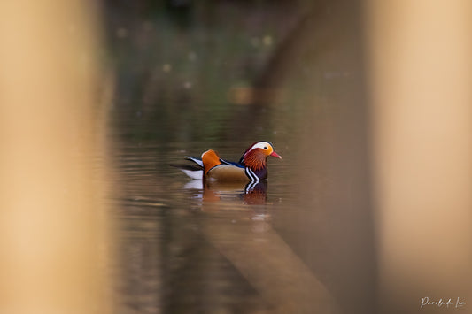 Canards Mandarins : Photos au choix