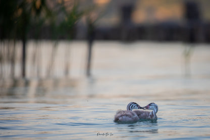 Grèbes huppés : Photos au choix