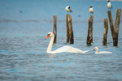 Cygnes tuberculés : Photos au choix