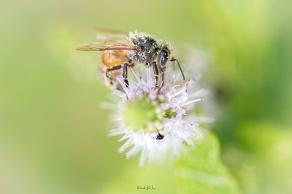 Abeille qui butine : choisissez votre photo