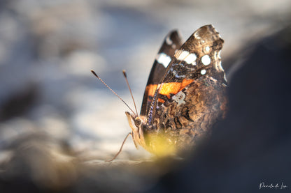 Papillons : photos au choix