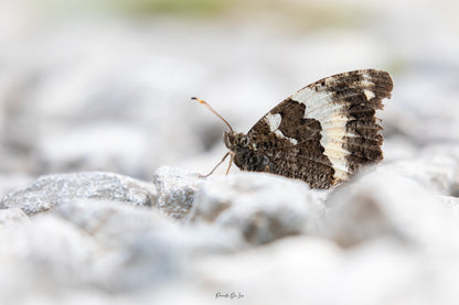 Papillons : photos au choix