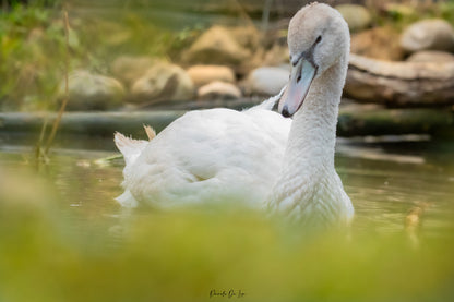 Photos hors expo prises au Tétras : 10 % reversés au Tétras Libre