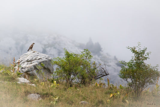 Paysage de montagne avec buse