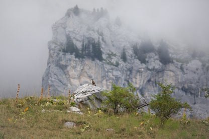 Paysage de montagne avec buse