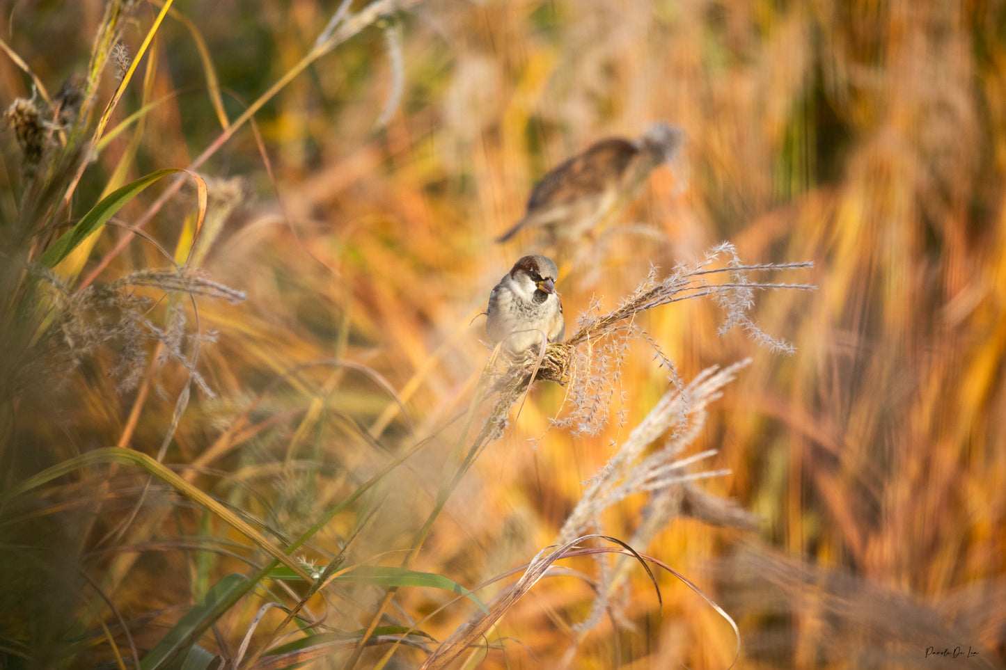 Moineau : tirage photo