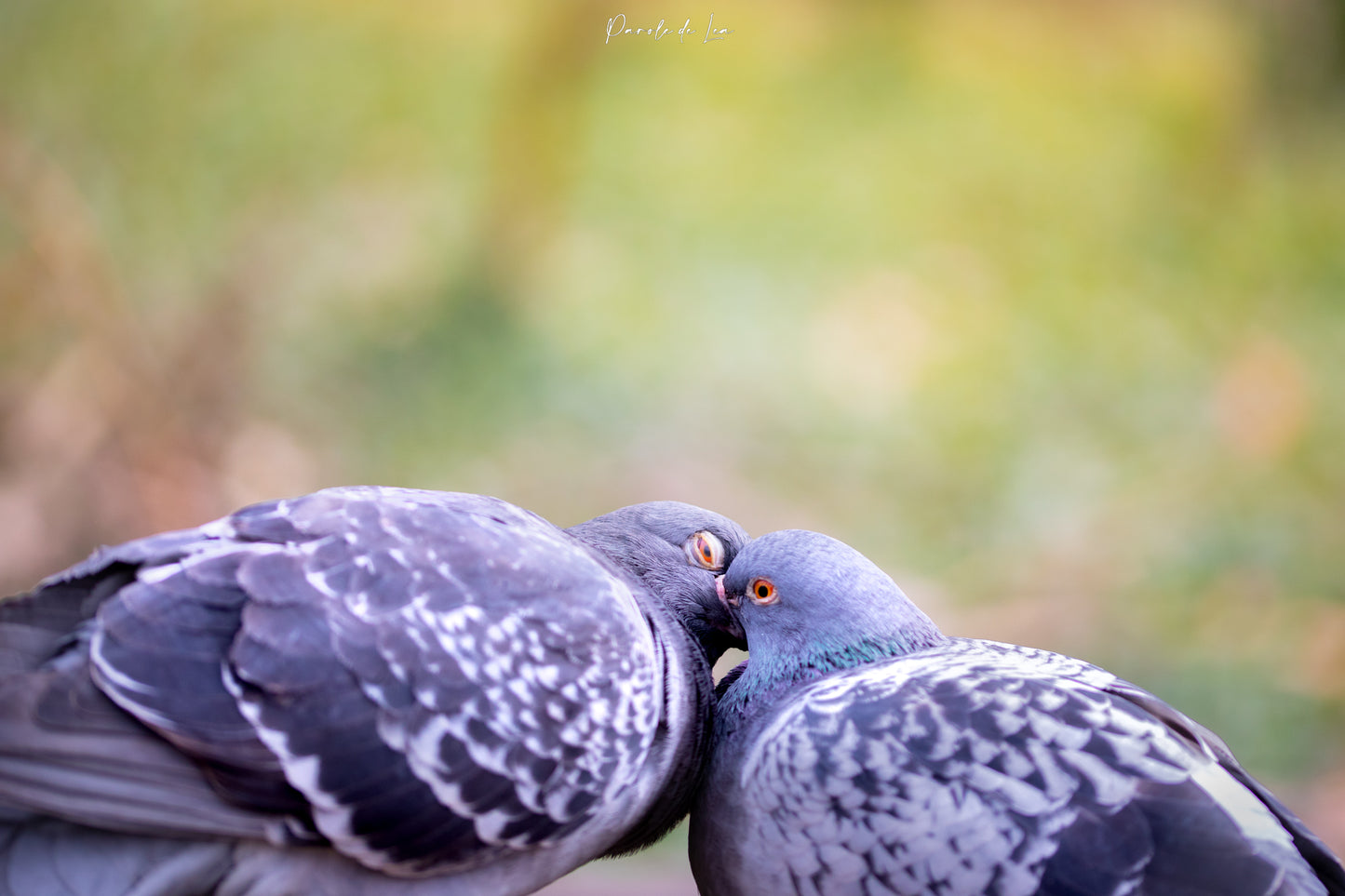 Pigeons : Photos au choix