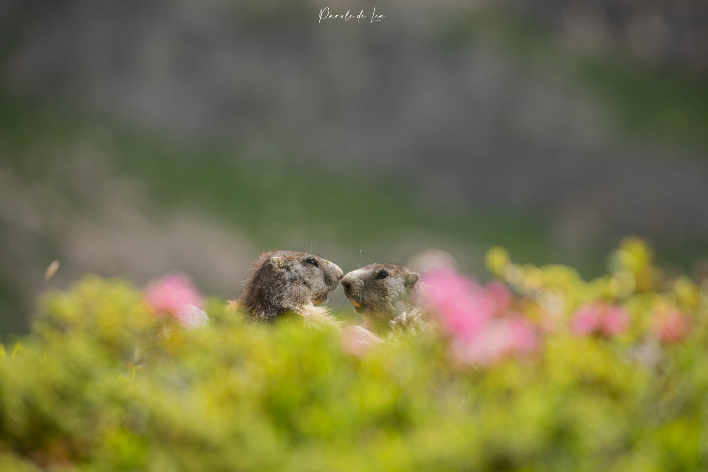 Marmottes : photos au choix