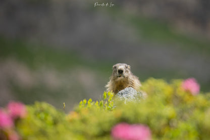 Marmottes : photos au choix